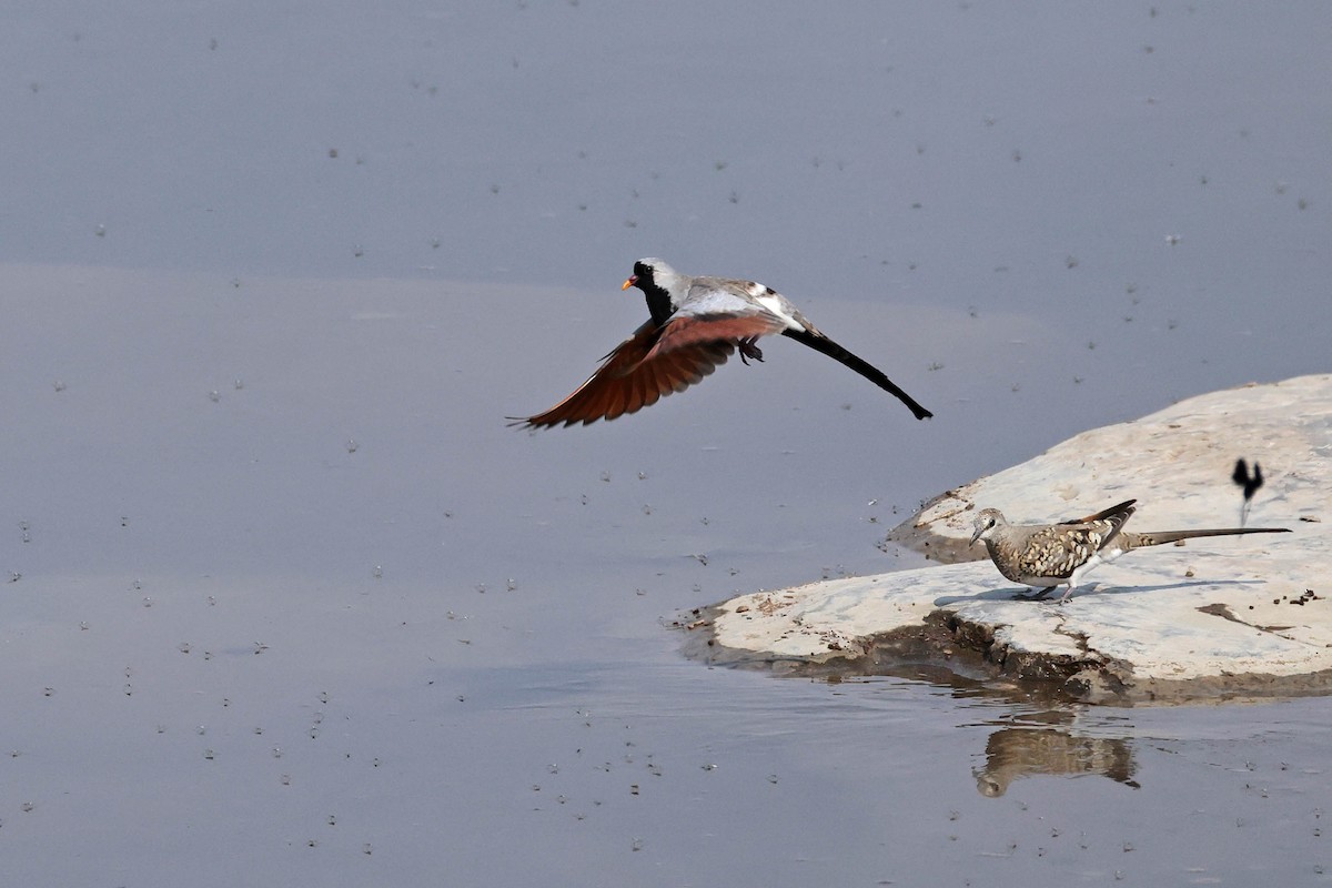 maskedue - ML646787551