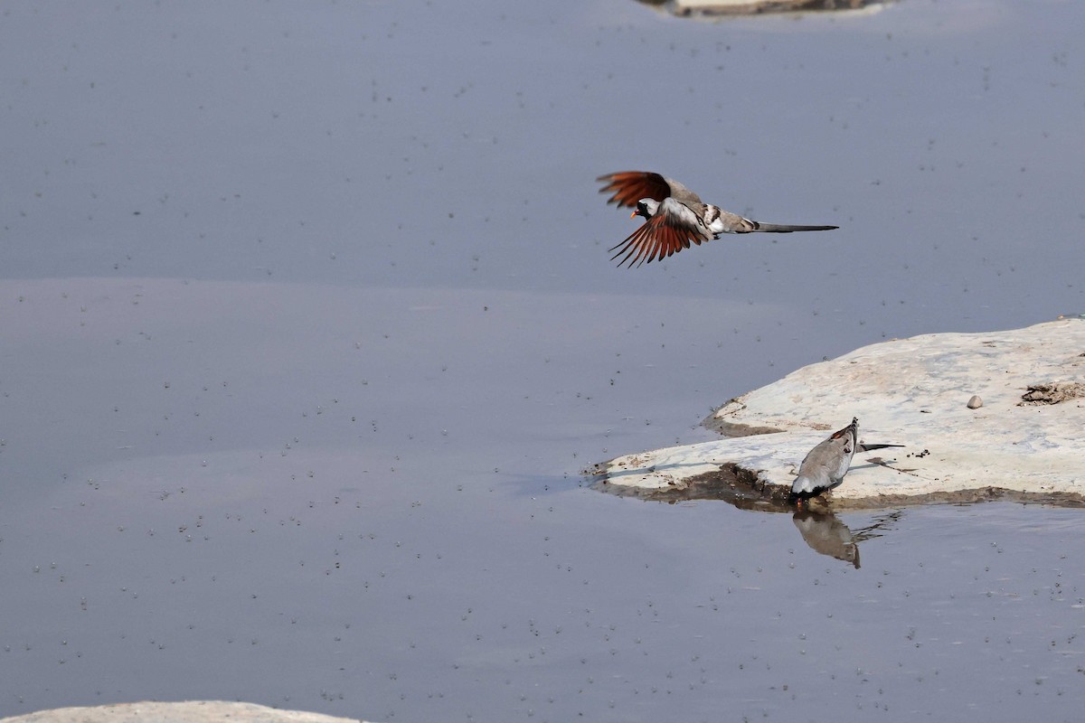 maskedue - ML646787552