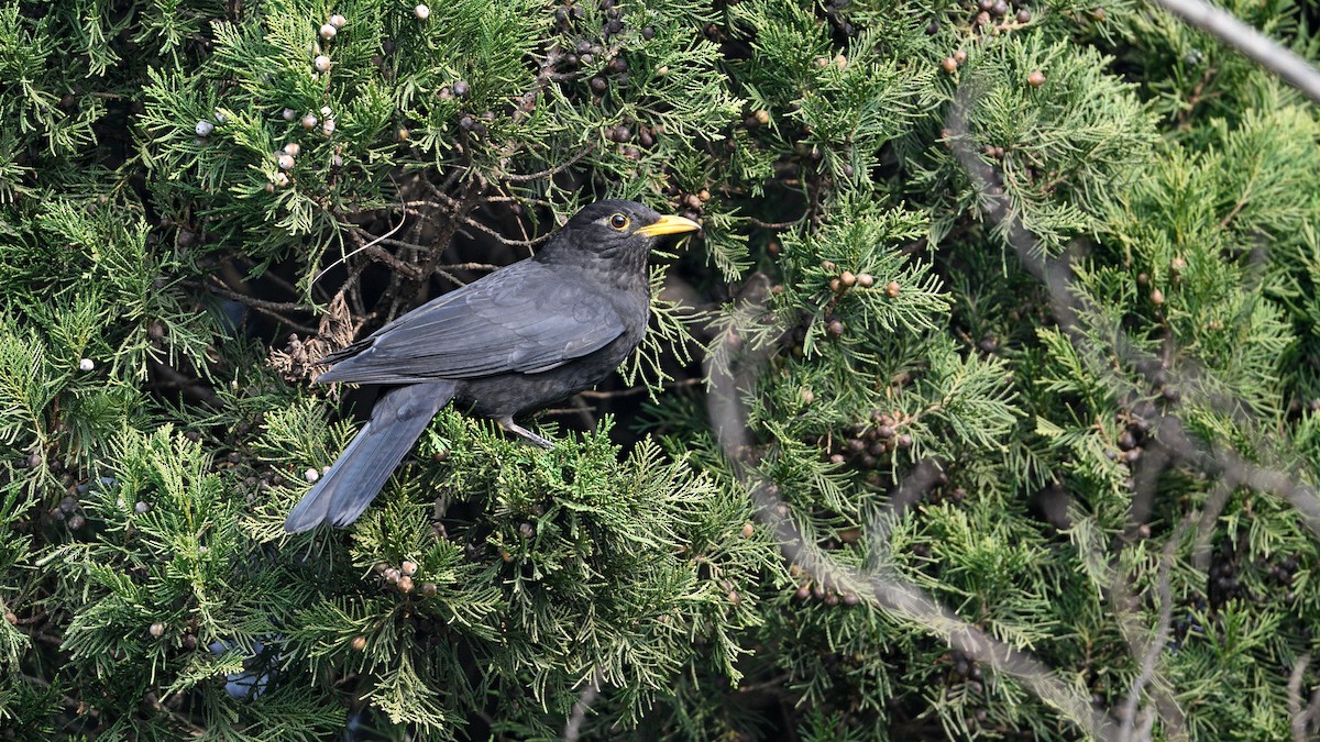 mandarintrost - ML646787553