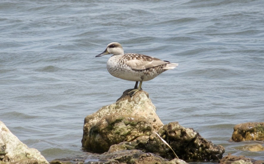 marmorand - ML646787557