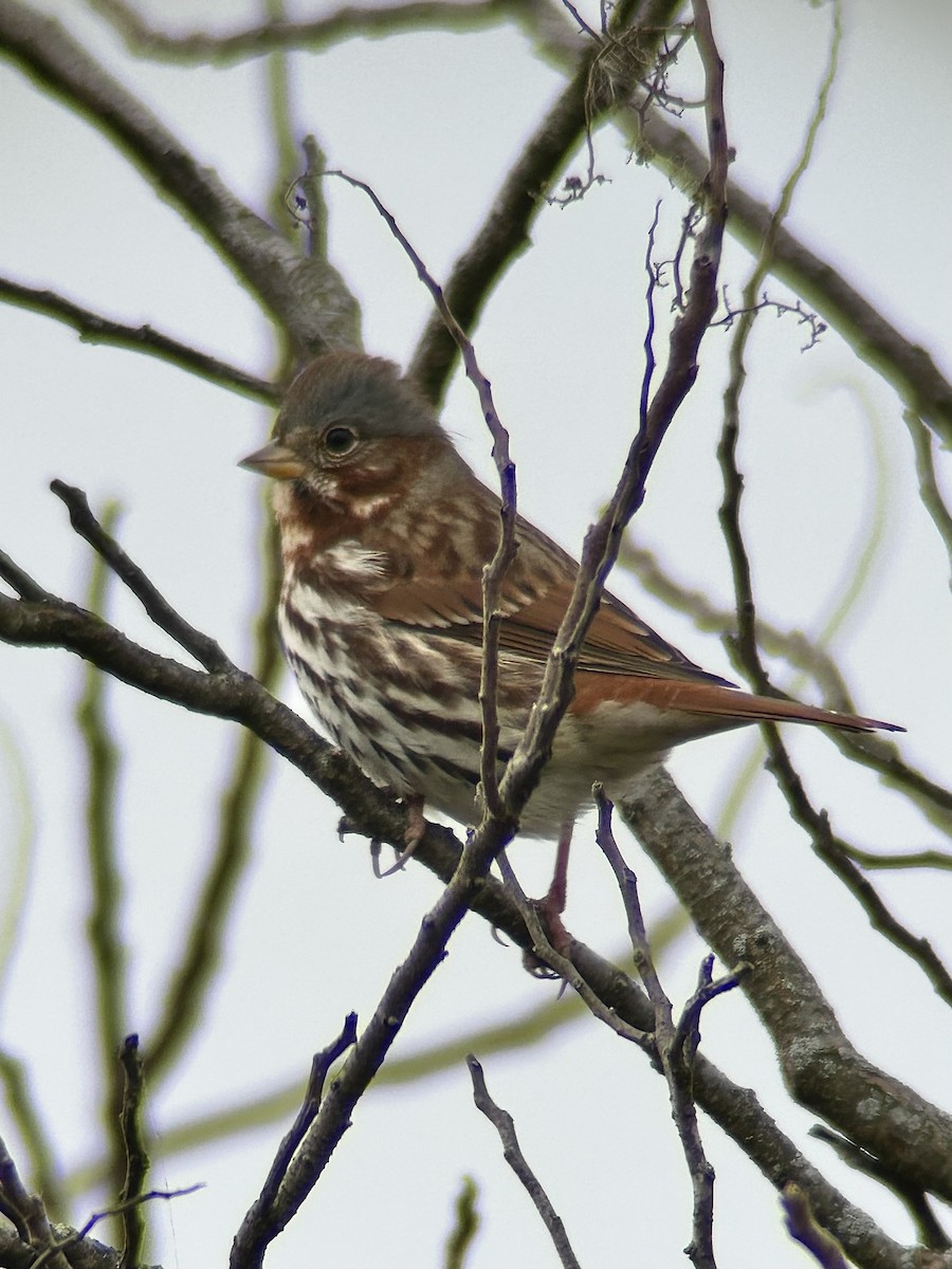 revespurv - ML646787559