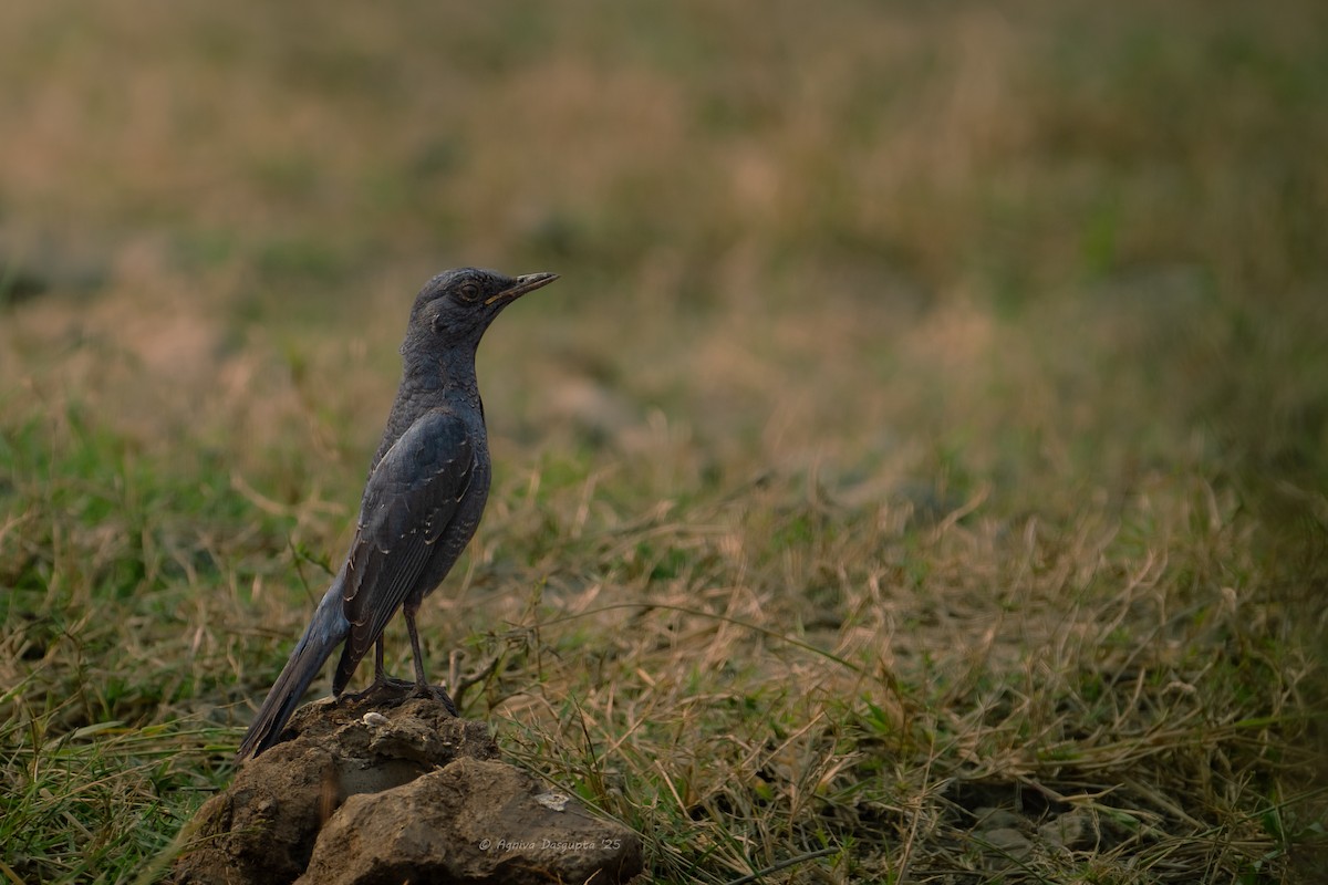 Blue Rock-Thrush (pandoo) - ML646787560