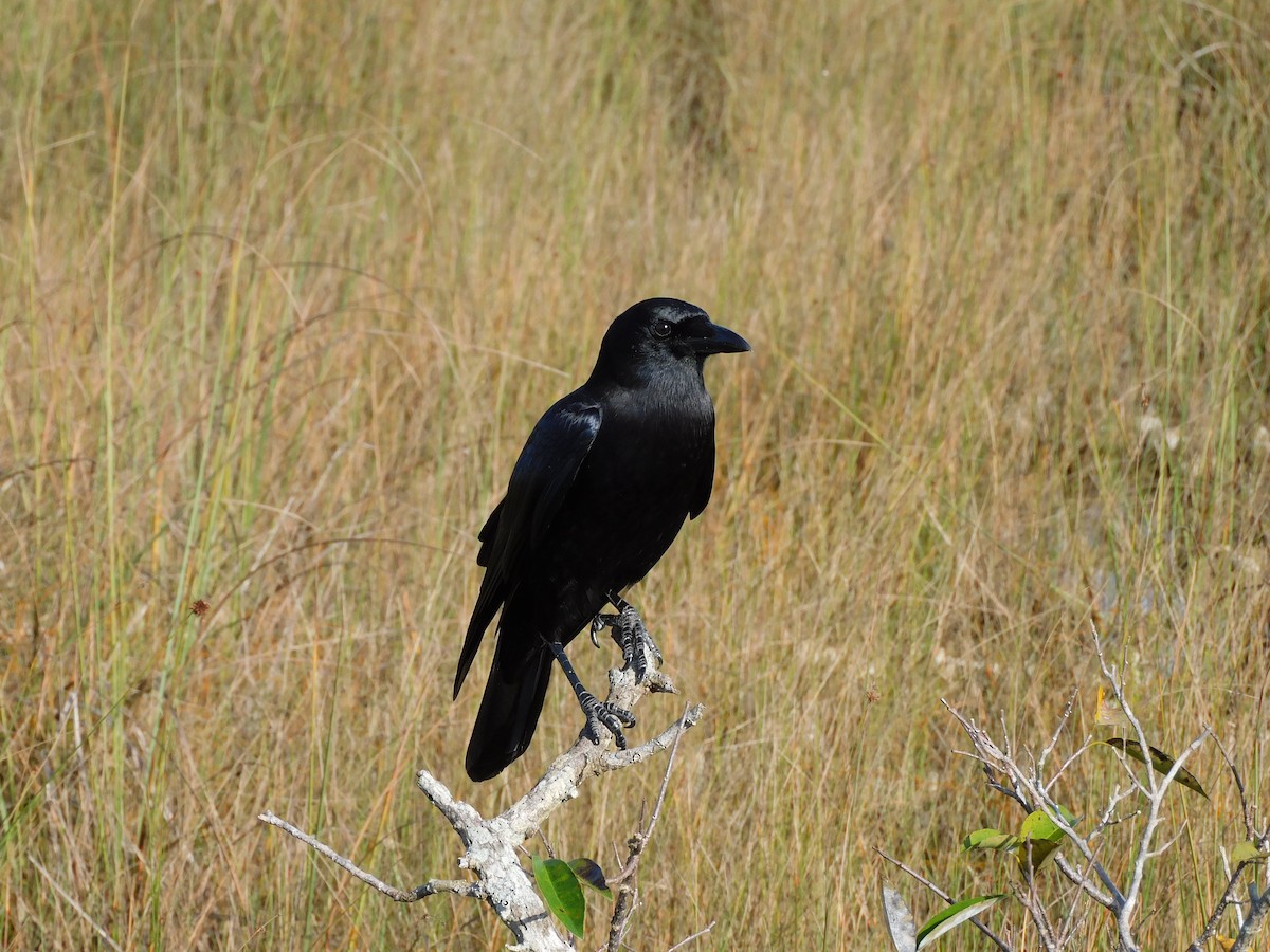 American Crow - ML646787561