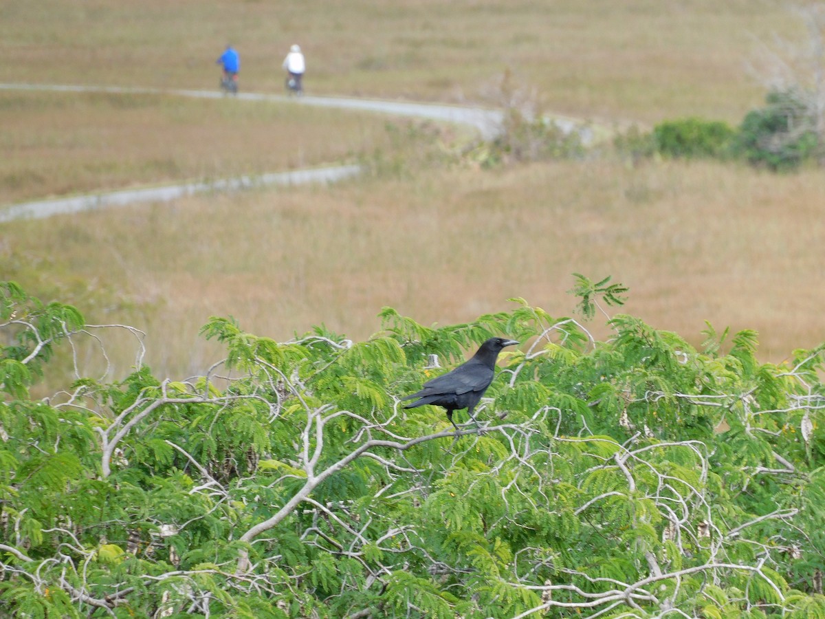 American Crow - ML646787562