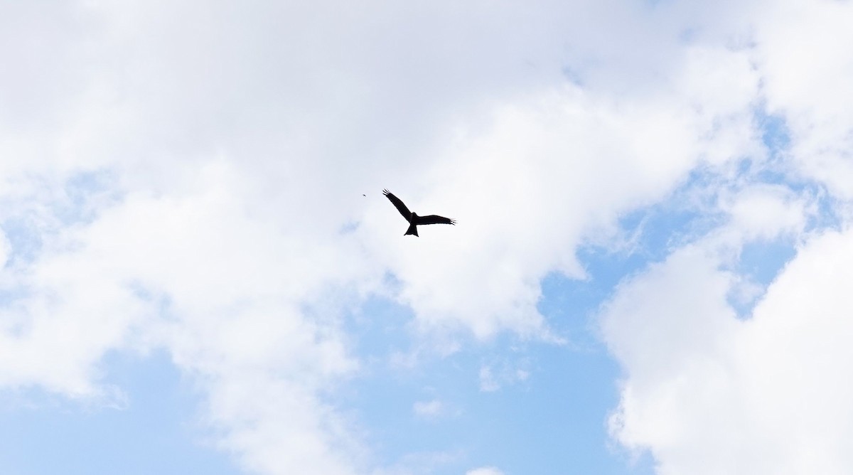 Kara Çaylak - ML646787567