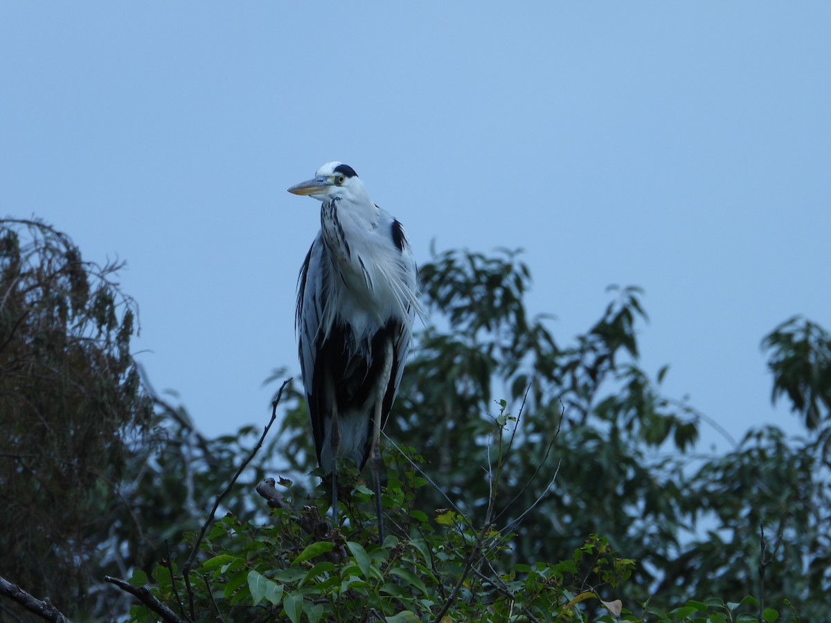Gray Heron - ML646787569