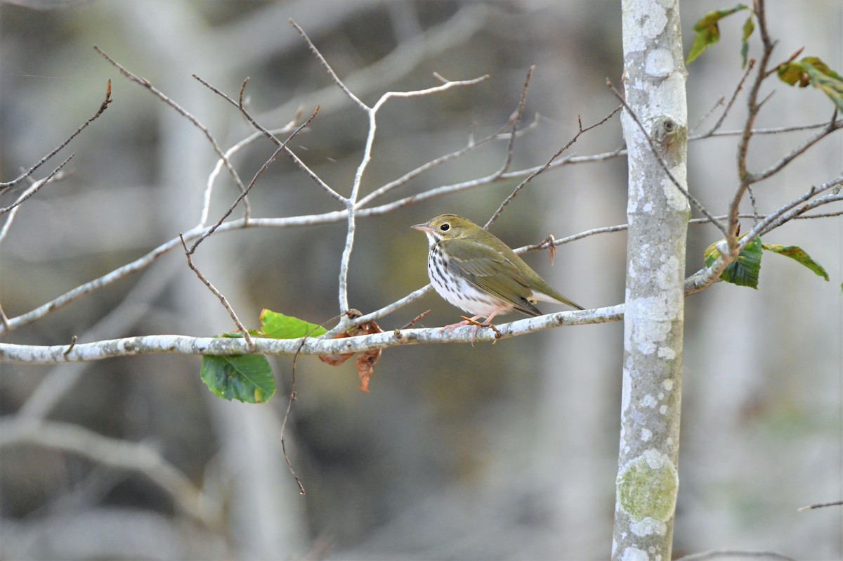 Ovenbird - ML646787581