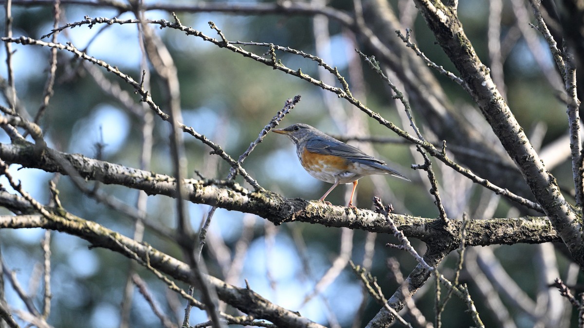 Merle à dos gris - ML646787583