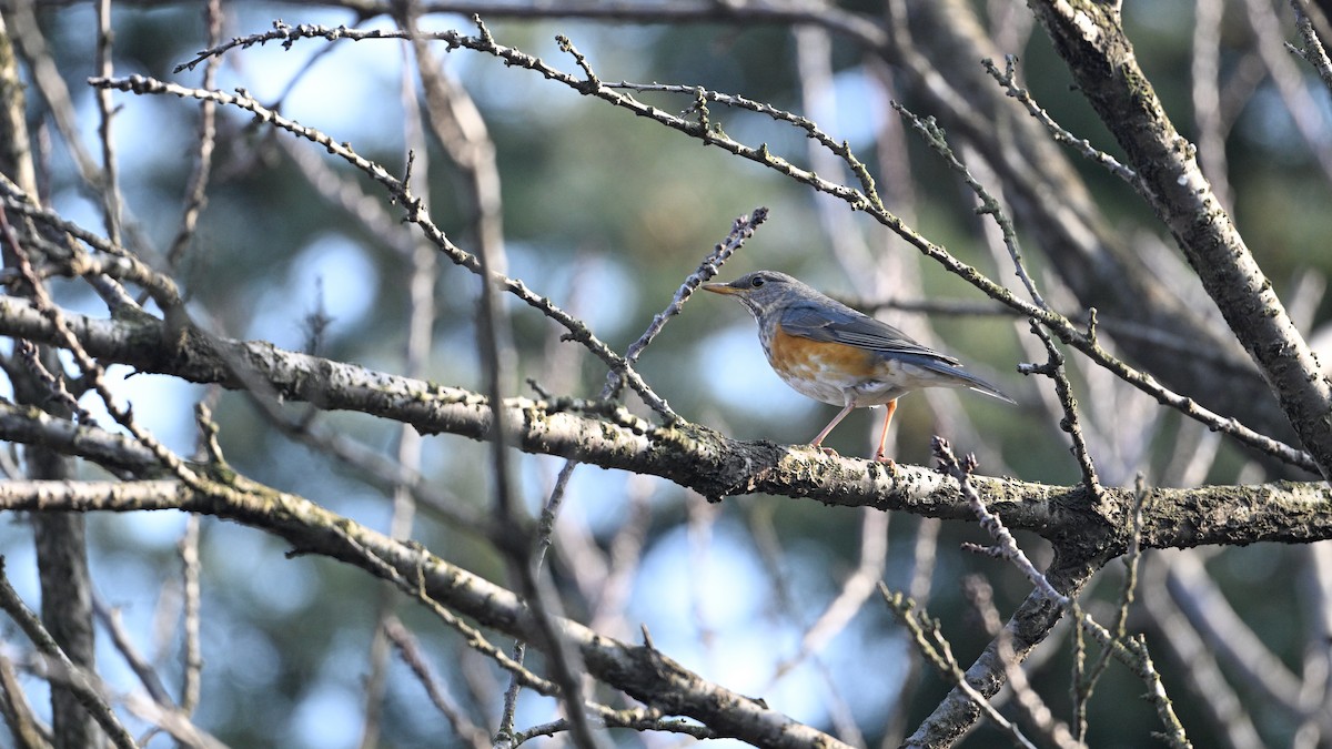 Merle à dos gris - ML646787584