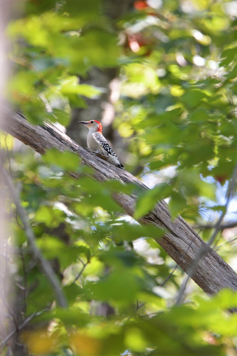 Red-bellied Woodpecker - ML646787585