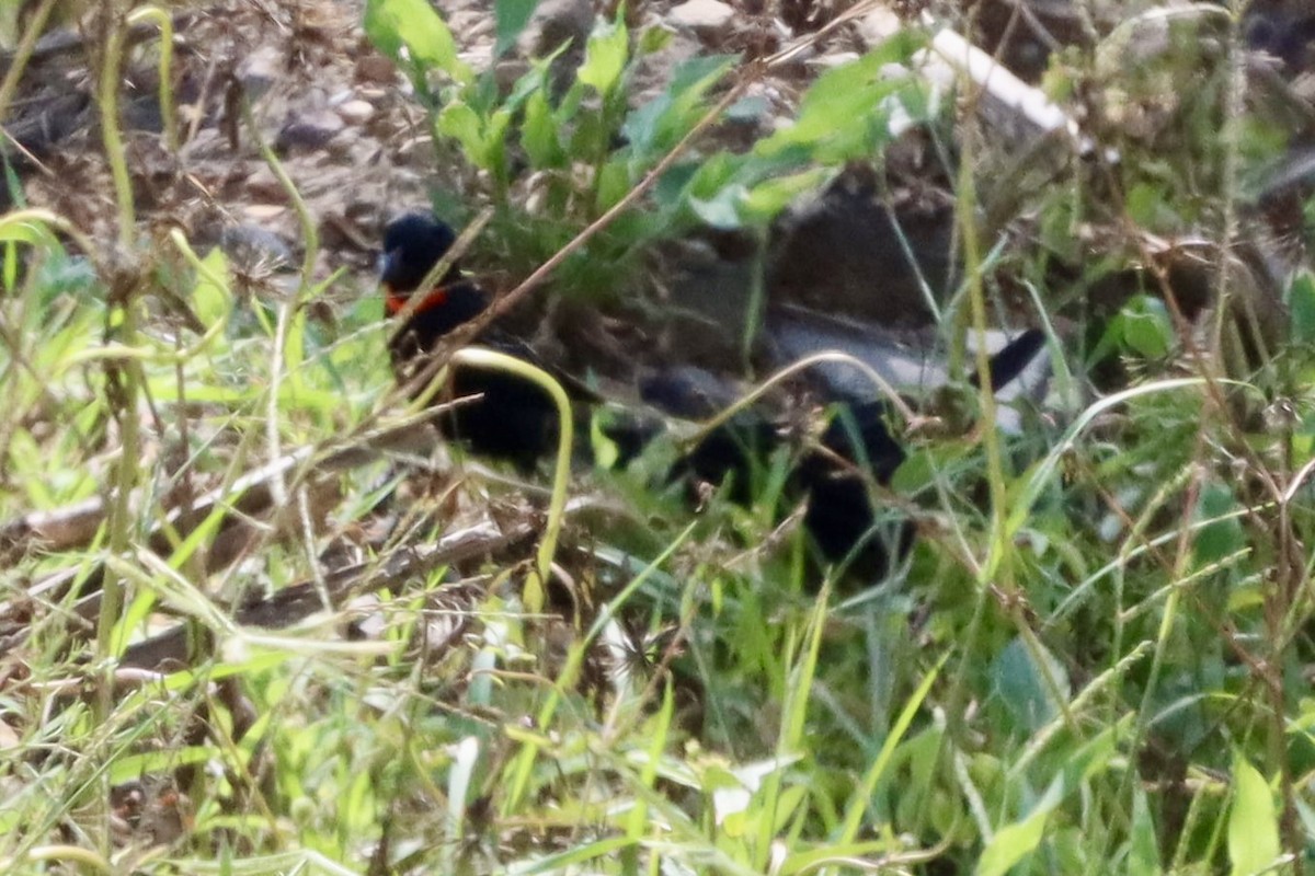 Red-collared Widowbird - ML646787594