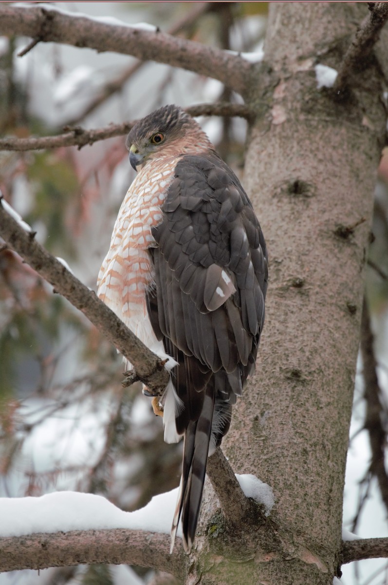 Cooper's Hawk - ML646787596