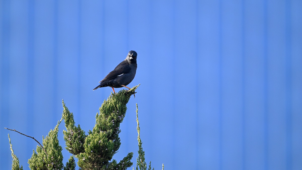 Crested Myna - ML646787600