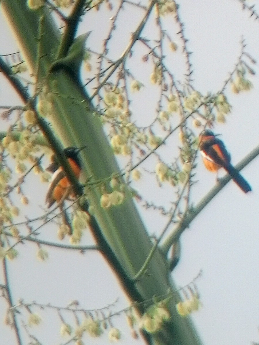 Venezüela Turpiyalı - ML646787607