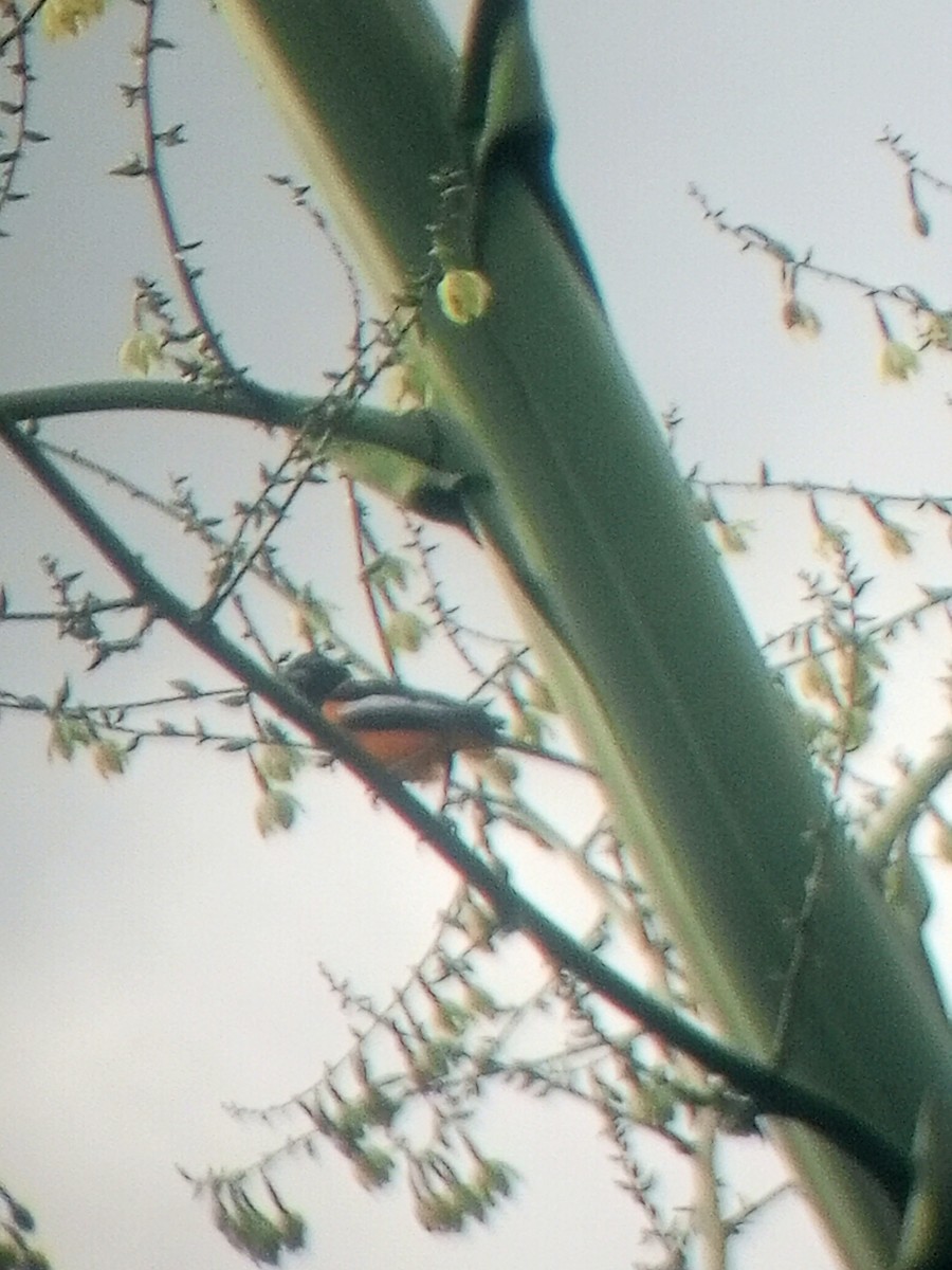 Venezüela Turpiyalı - ML646787608