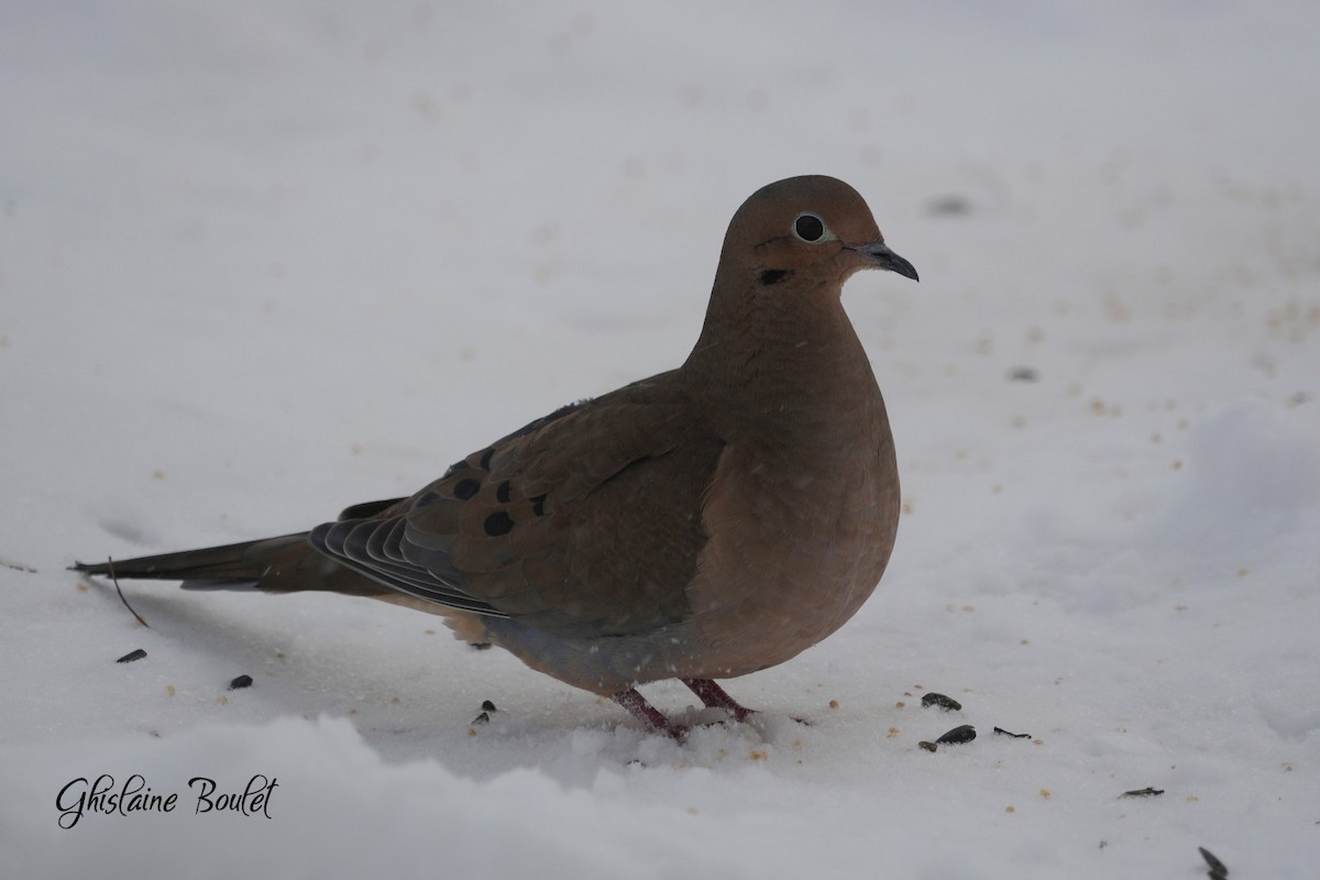 Mourning Dove - ML646787609