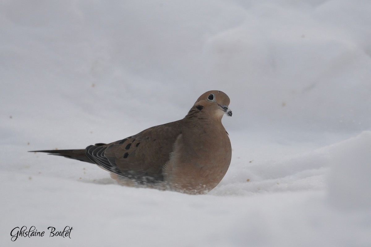 Mourning Dove - ML646787610