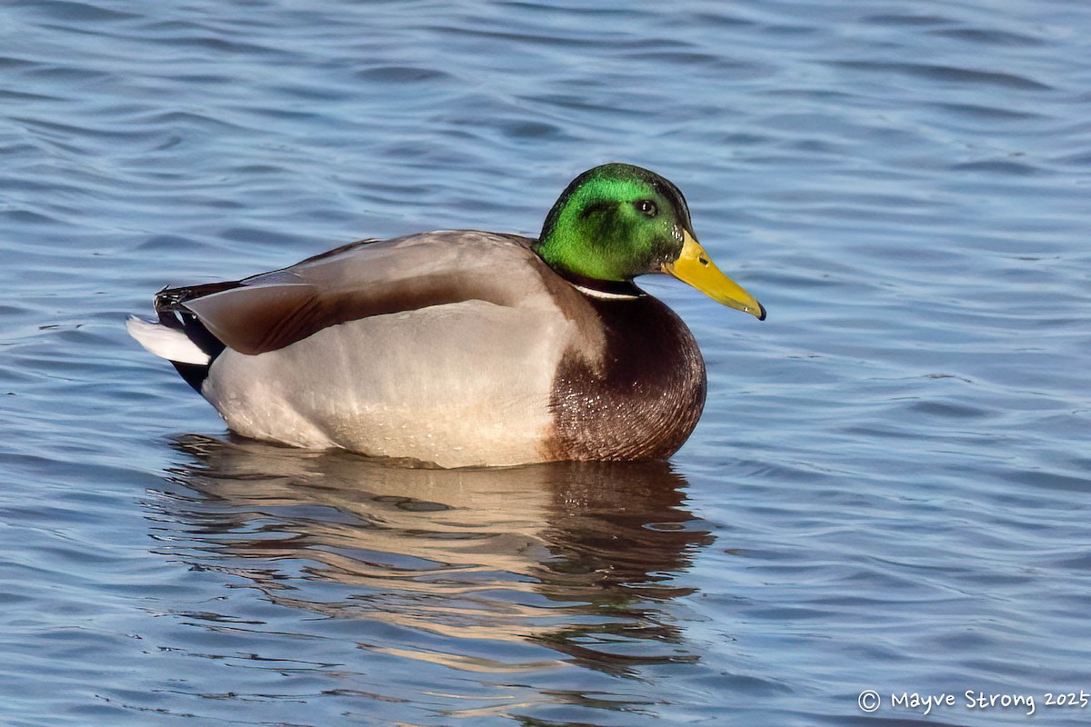 Mallard - ML646787611