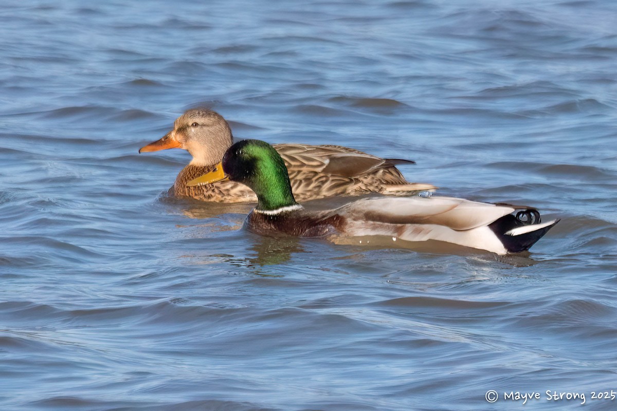 Mallard - ML646787612