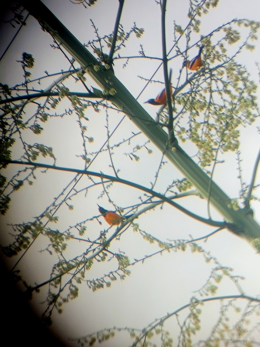 Venezüela Turpiyalı - ML646787613