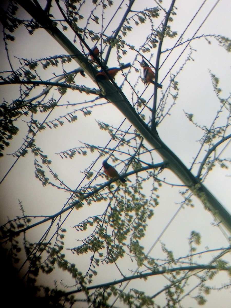 Venezüela Turpiyalı - ML646787614