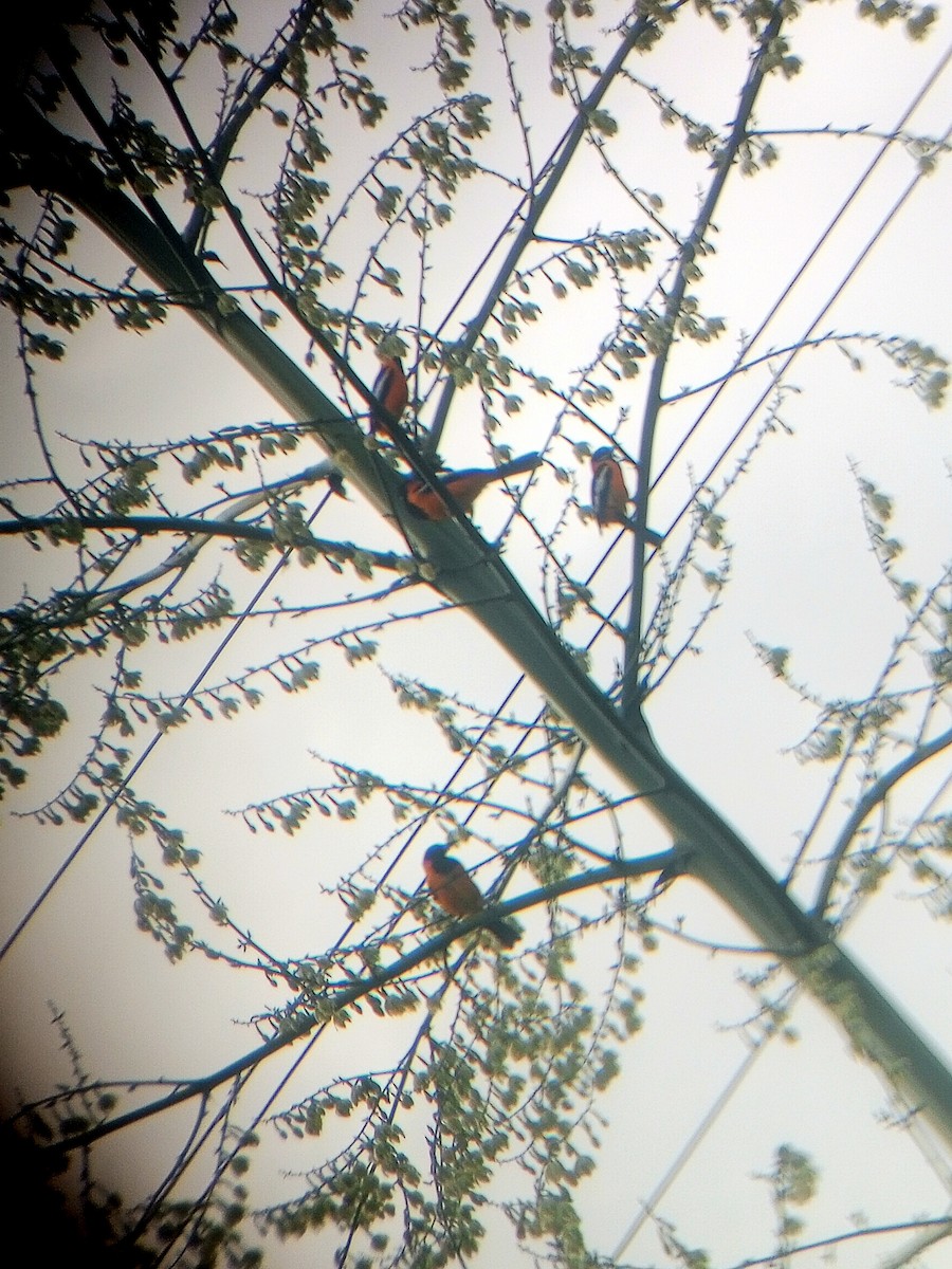 Venezüela Turpiyalı - ML646787615