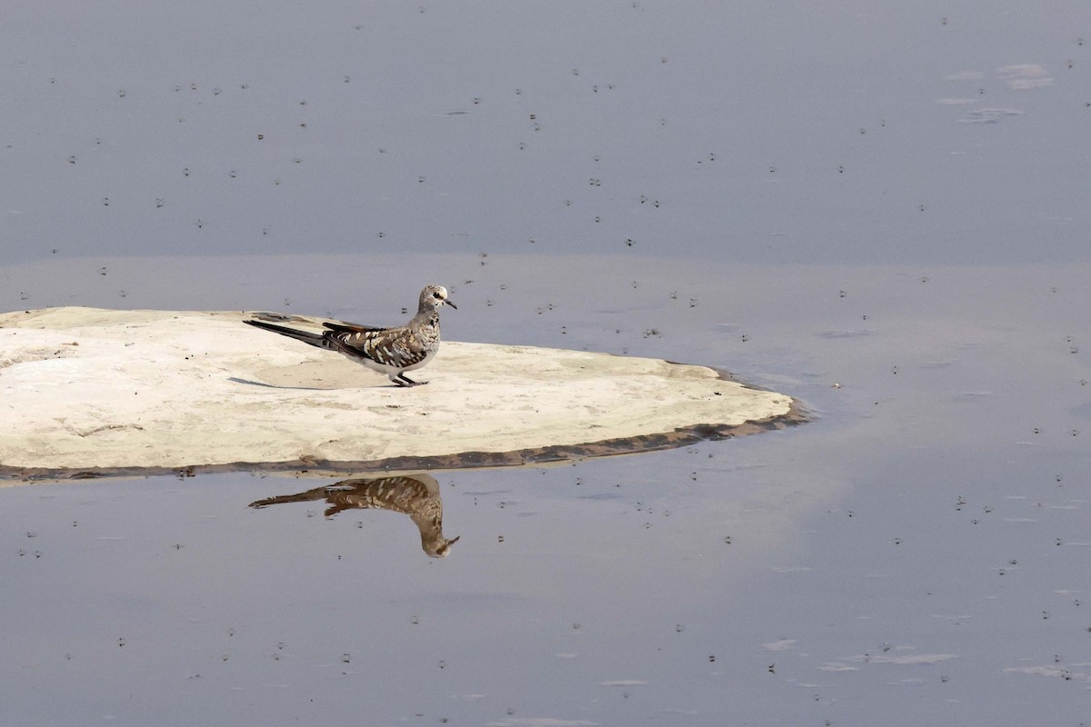 Namaqua Dove - ML646787616