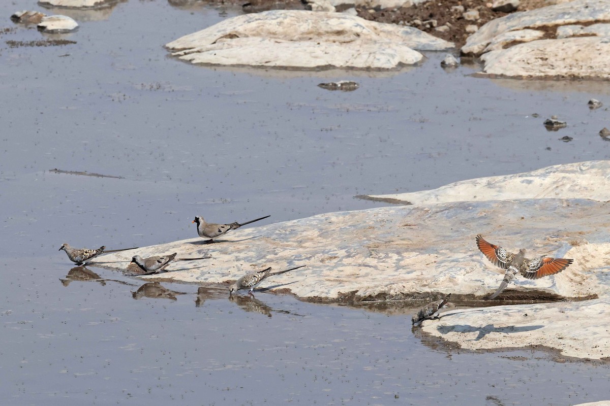 Namaqua Dove - ML646787617