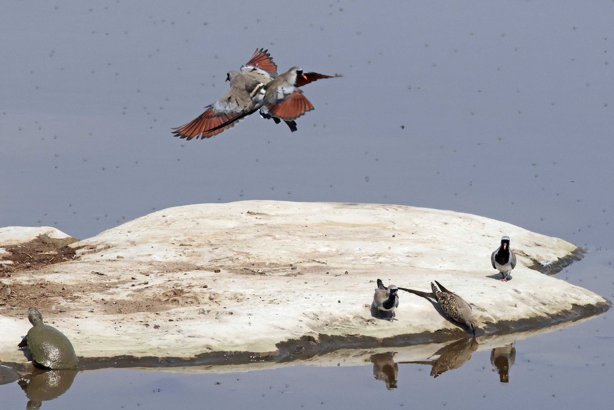 Namaqua Dove - ML646787618