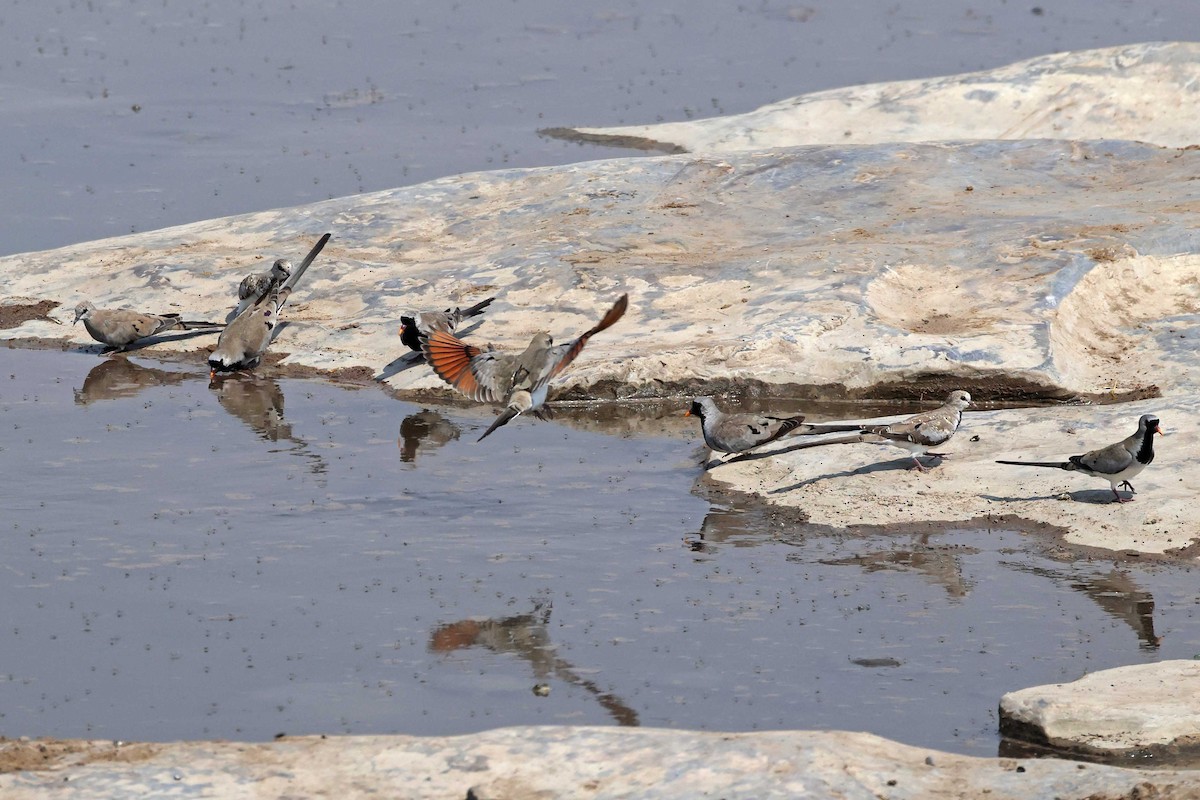 Namaqua Dove - ML646787619