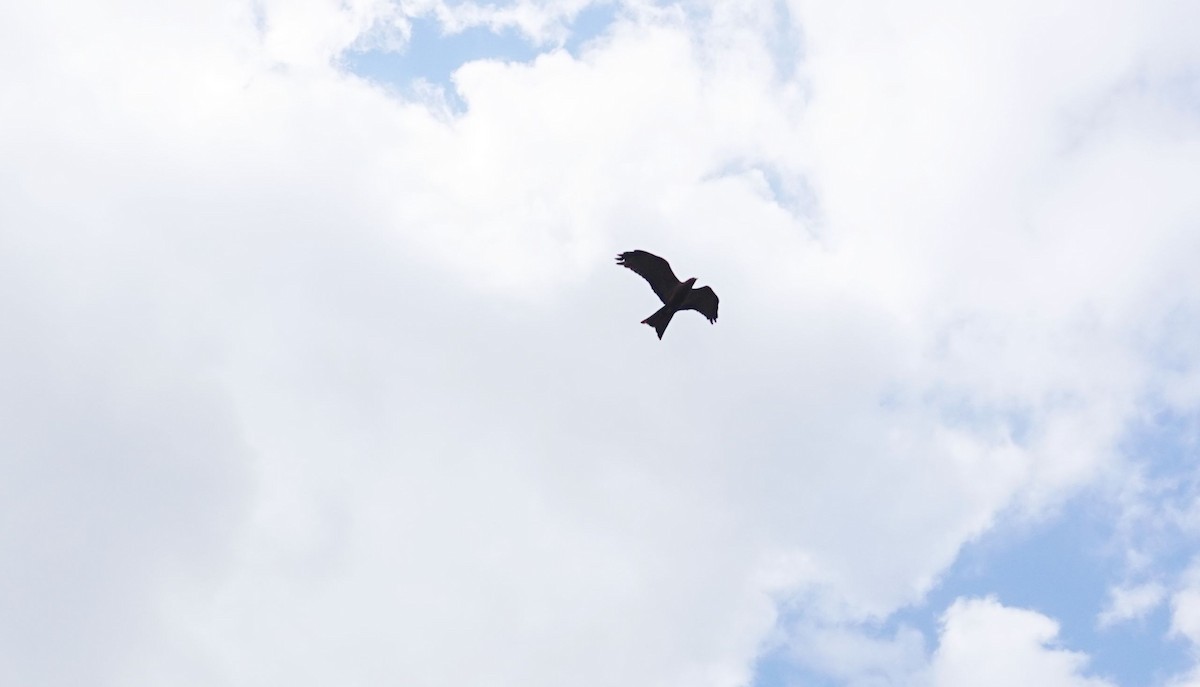 Black Kite - ML646787620