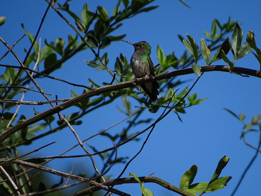 Glittering-throated Emerald - ML646787621