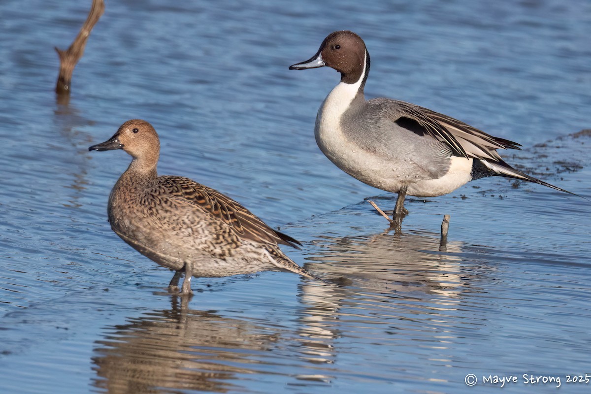 Northern Pintail - ML646787622