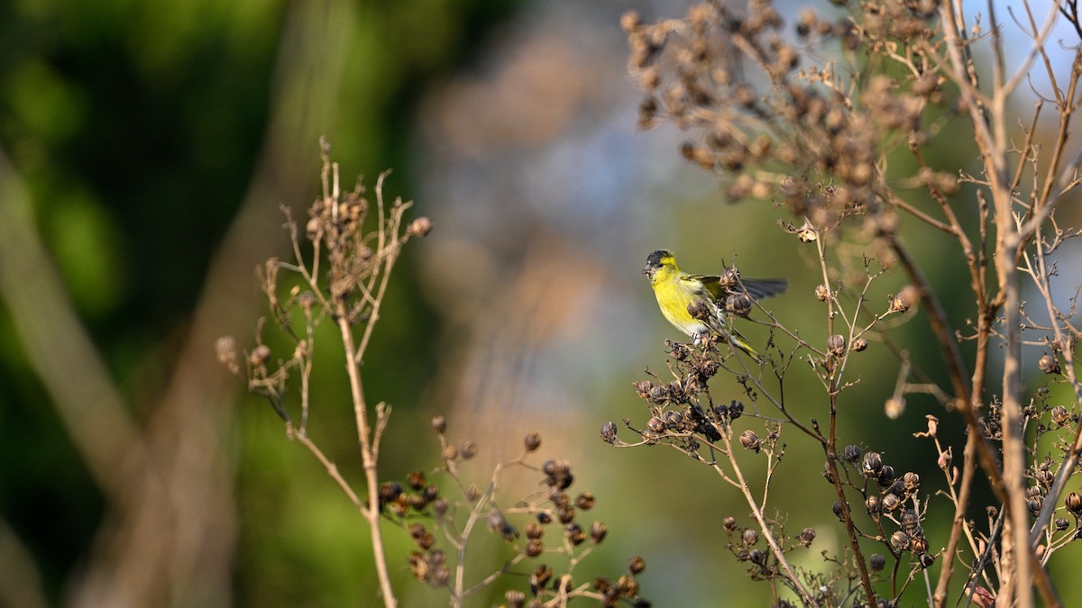 Eurasian Siskin - ML646787623