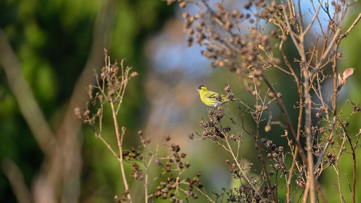 Eurasian Siskin - ML646787624