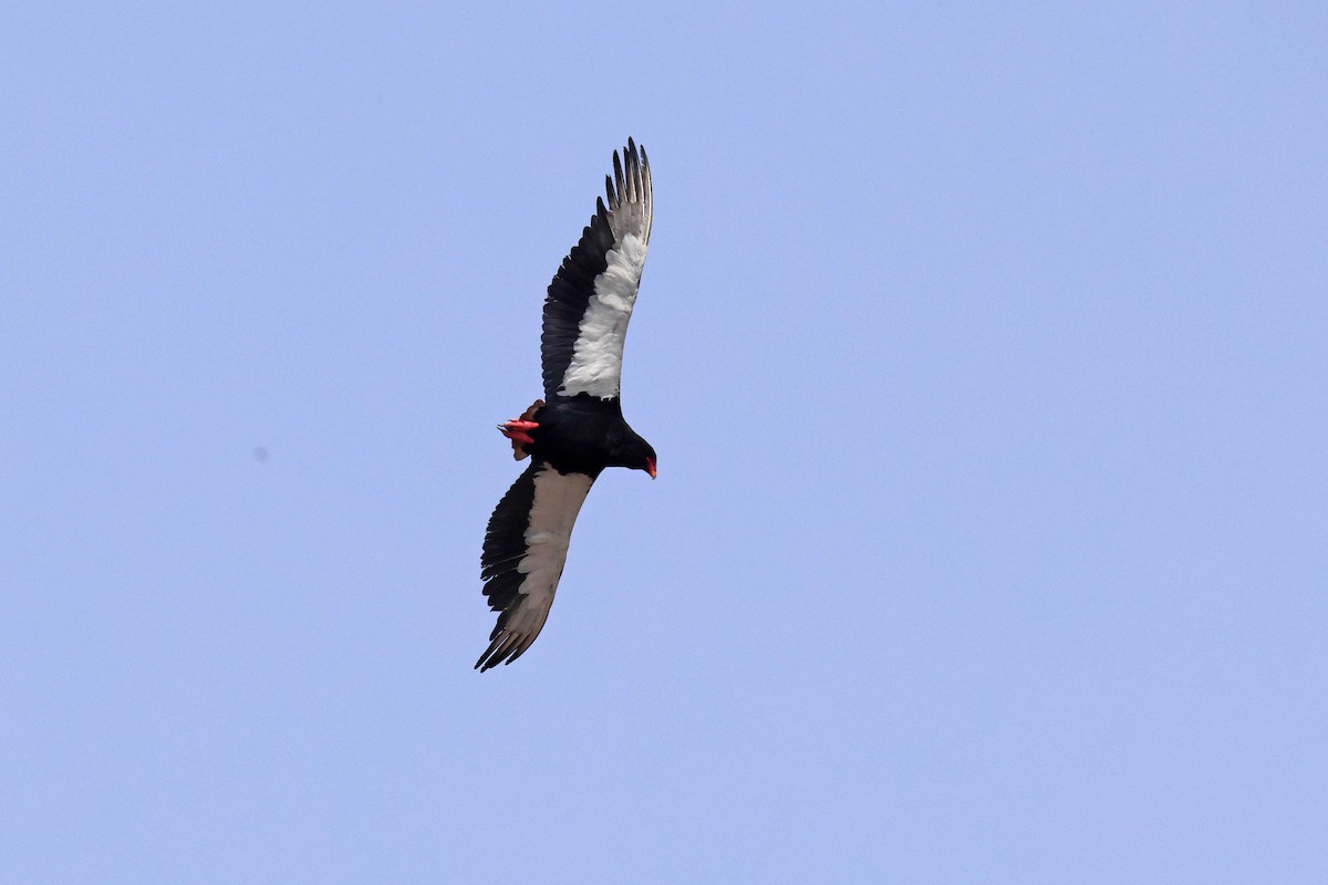 Bateleur - ML646787626