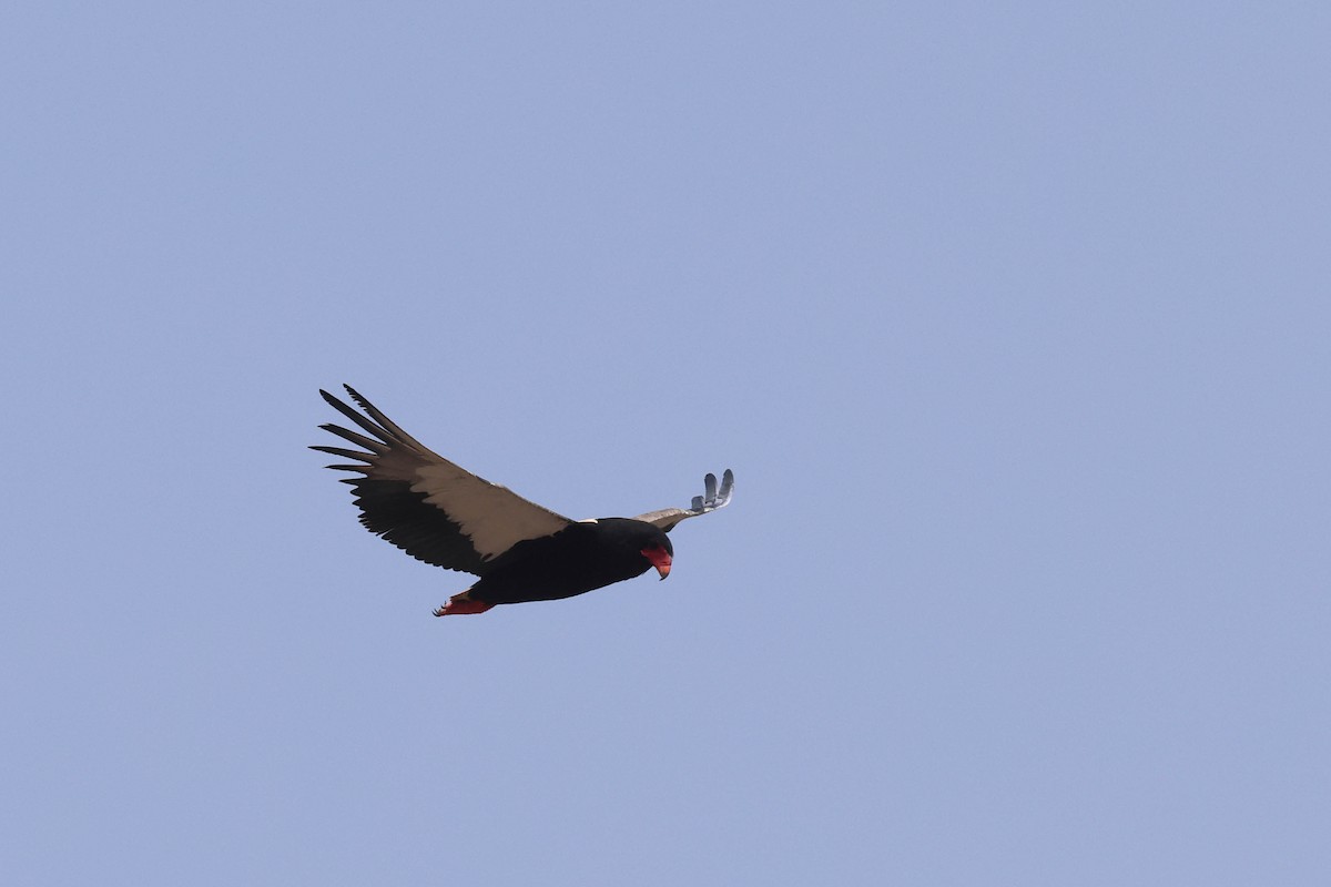 Bateleur - ML646787627