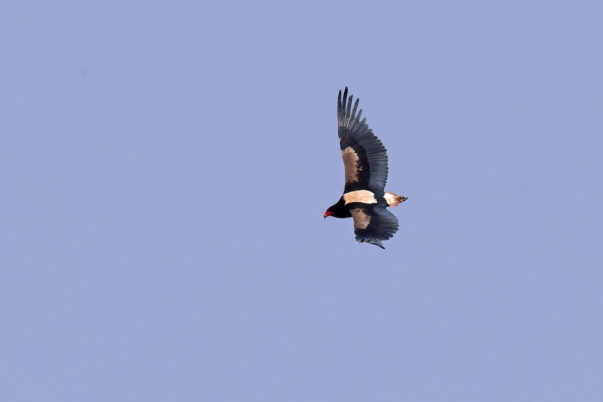 Bateleur - ML646787628