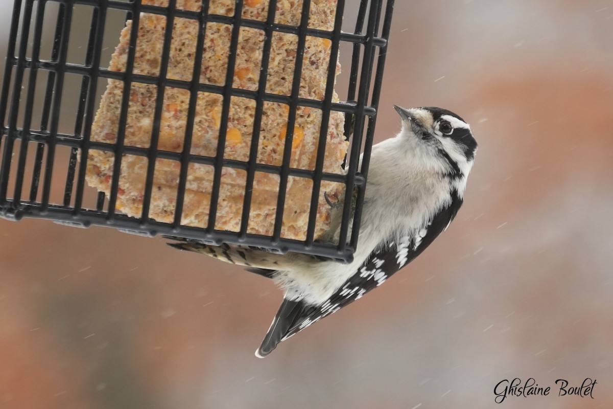 Downy Woodpecker - ML646787629