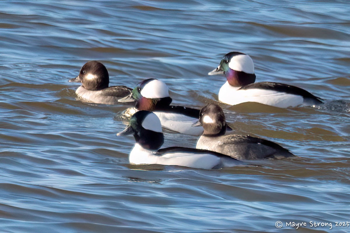 Bufflehead - ML646787630