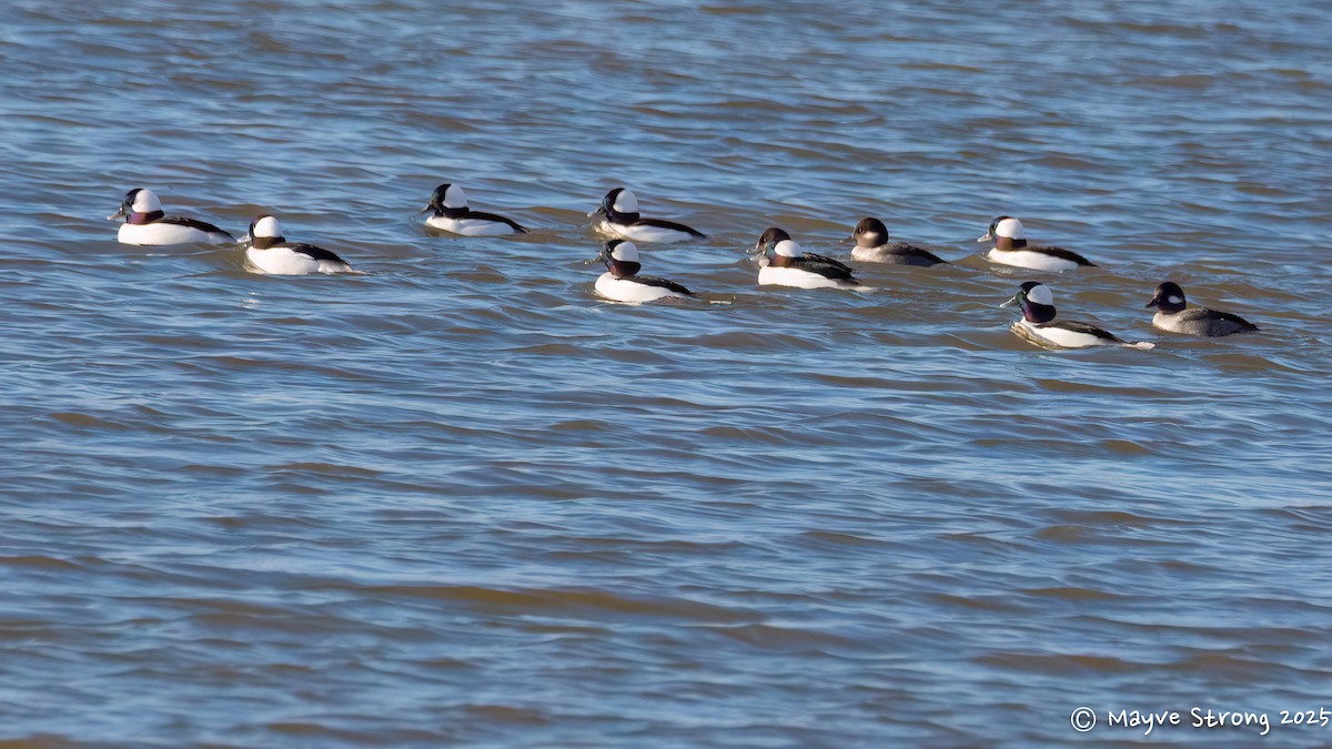 Bufflehead - ML646787631