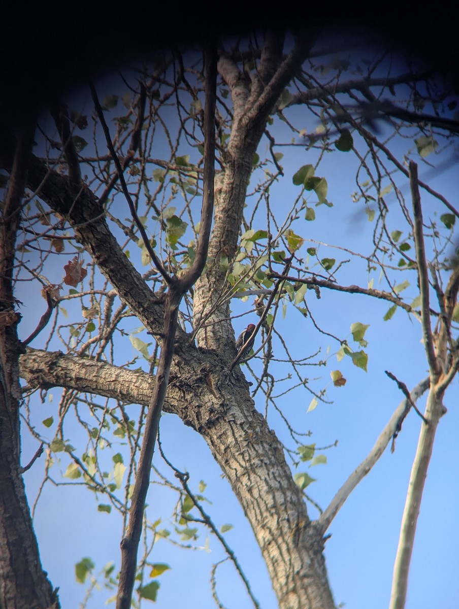 Red-breasted Sapsucker - ML646787632