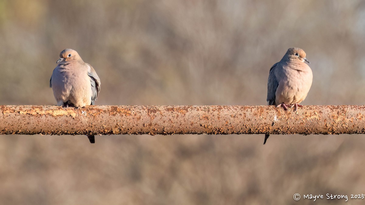 Mourning Dove - ML646787633