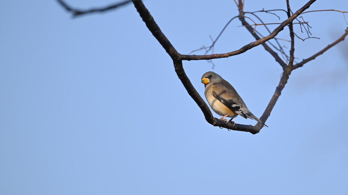 Yellow-billed Grosbeak - ML646787634