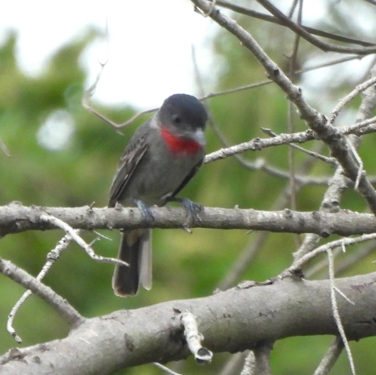 Rose-throated Becard - ML646787635