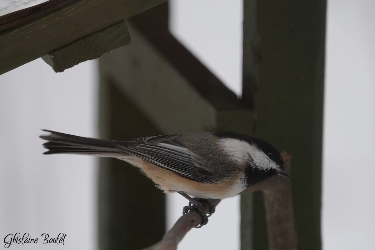 Black-capped Chickadee - ML646787636