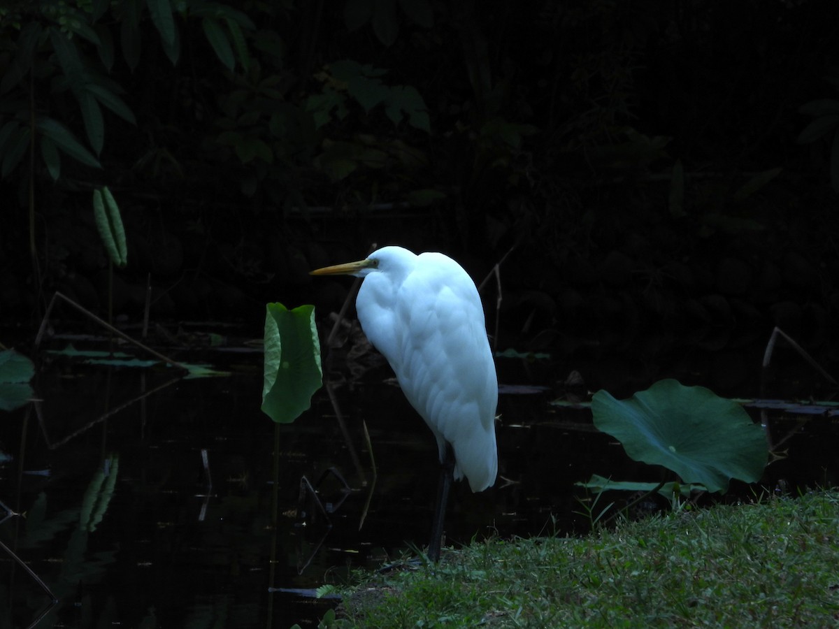 Great Egret - ML646787637