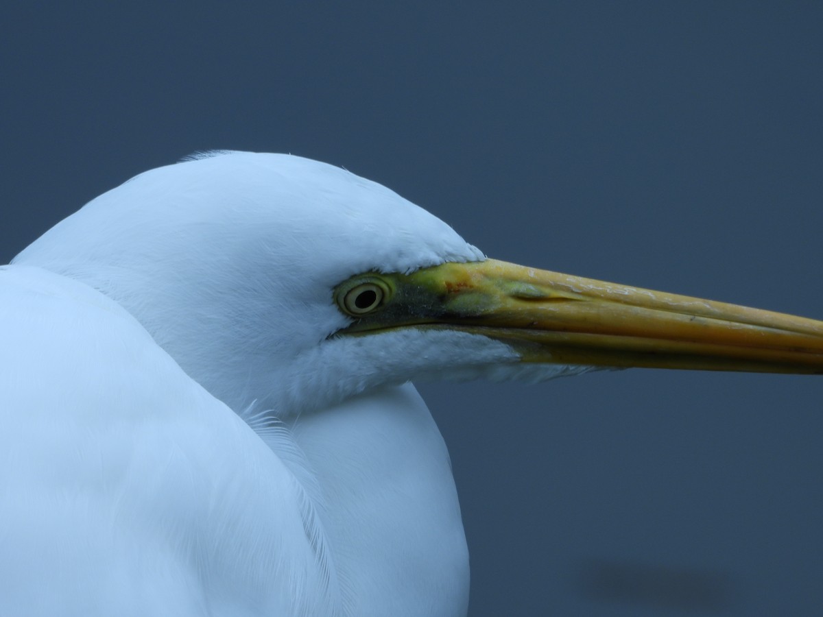 Great Egret - ML646787638