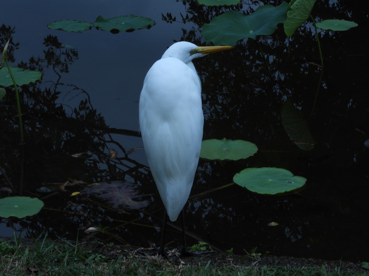 Great Egret - ML646787639