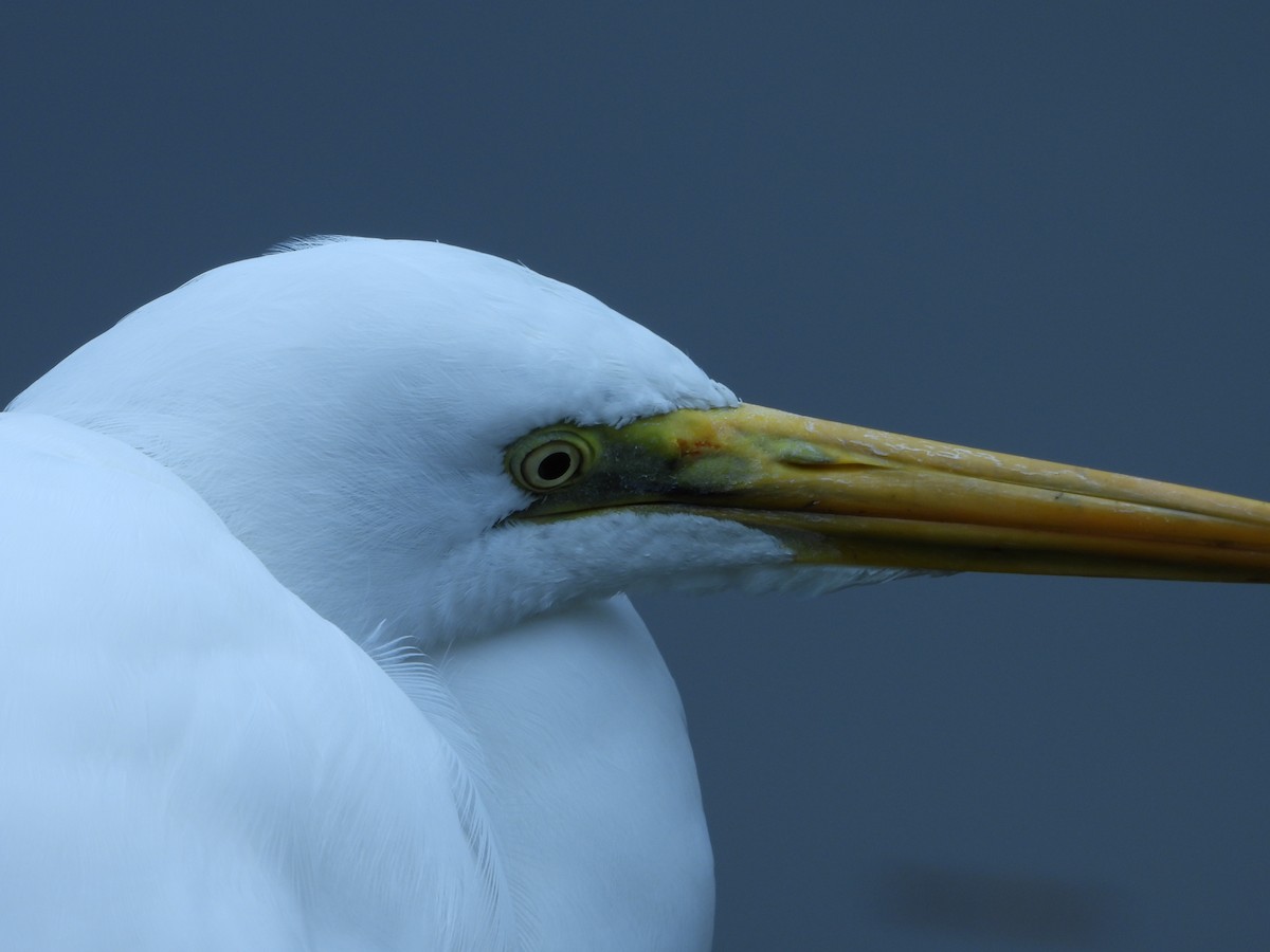 Great Egret - ML646787640